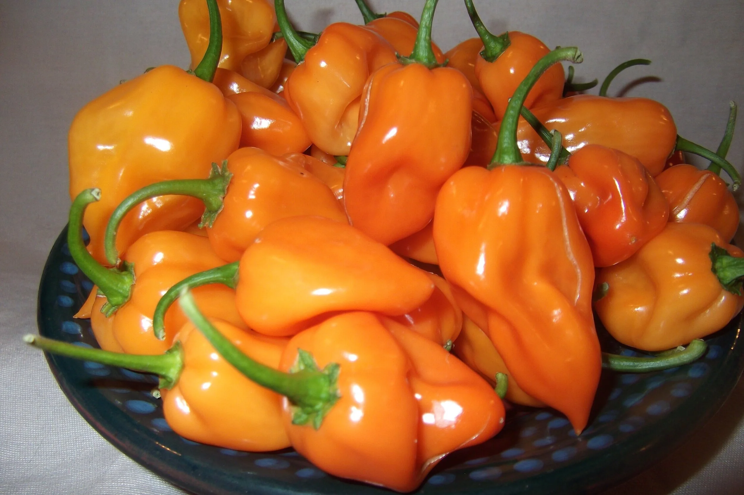 Chilli Plants — The Culmstock Chilli Co.